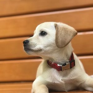 Meet your Posher, Dibora